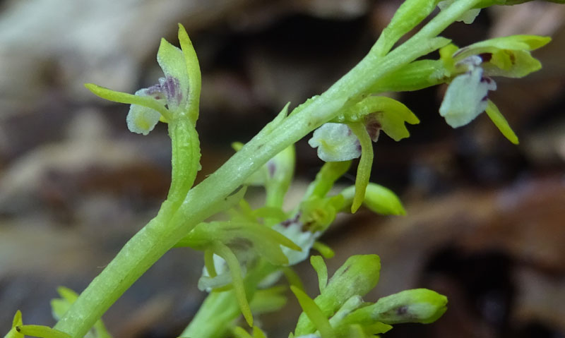 Corallorhiza trifida / Coralloriza