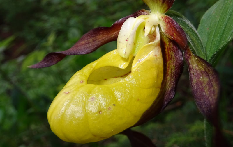 Cypripedium calceolus