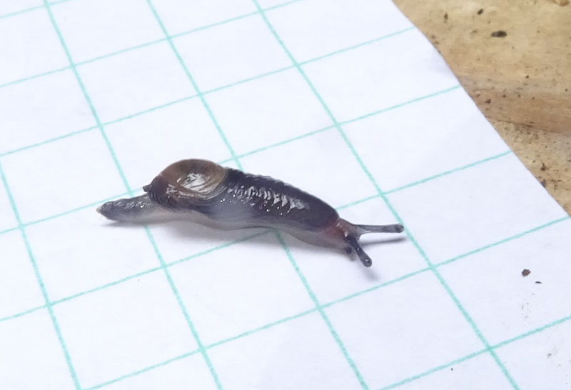 Vitrinidae....da determinare