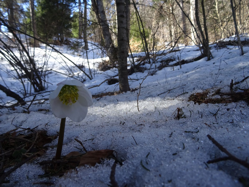 Helleborus niger  / Rosa di Natale