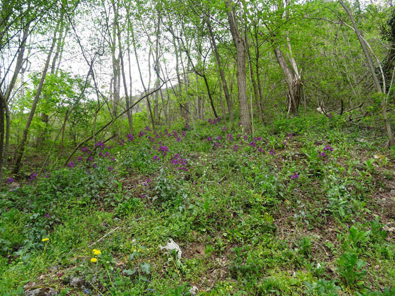 Lunaria annua - Brassicaceae