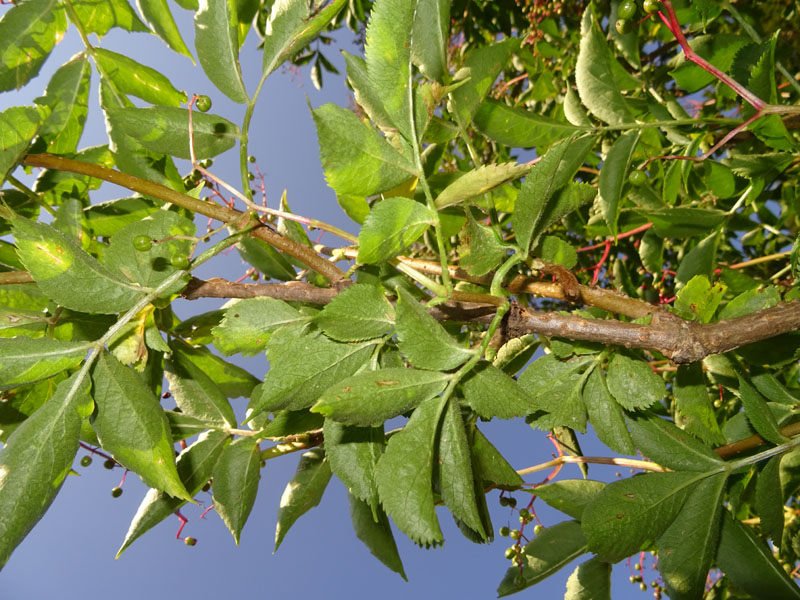 Sambucus nigra / Sambuco comune