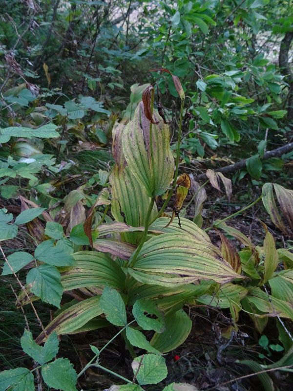 Cypripedium calceolus