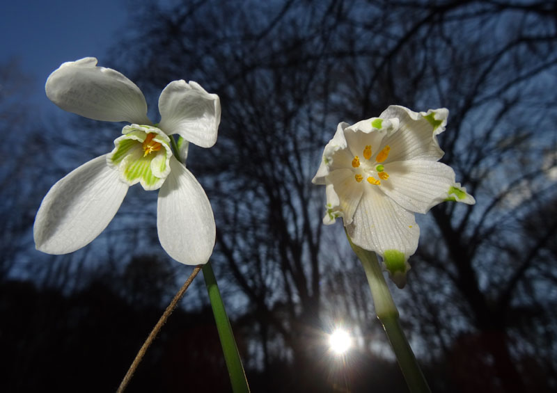 rarit ad 8 tepali ?.......Galanthus nivalis