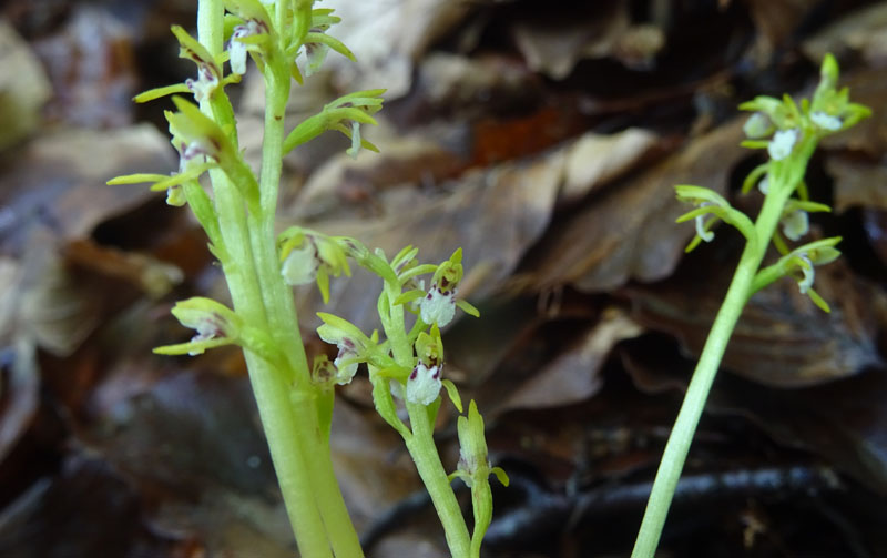 Corallorhiza trifida / Coralloriza