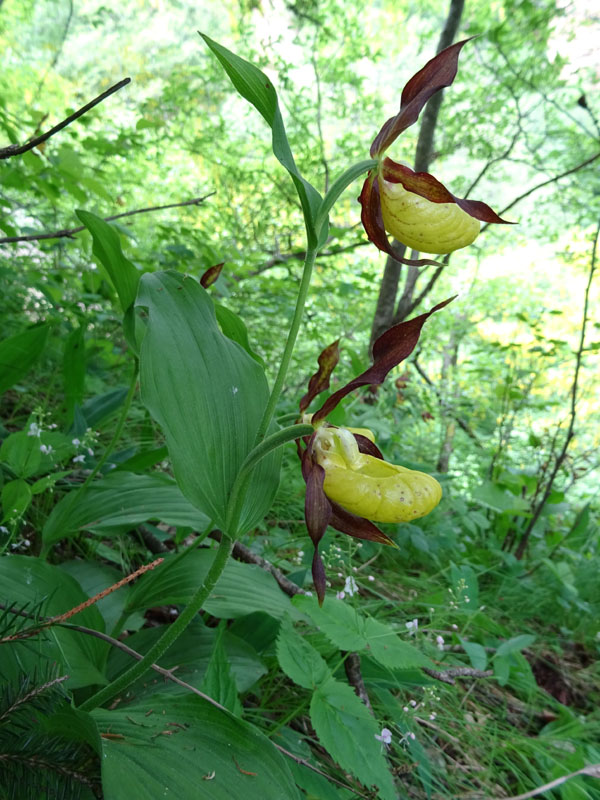 Cypripedium calceolus