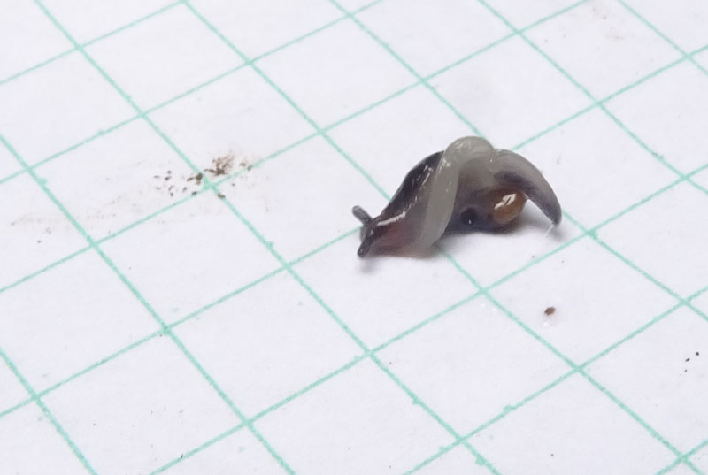 Vitrinidae....da determinare