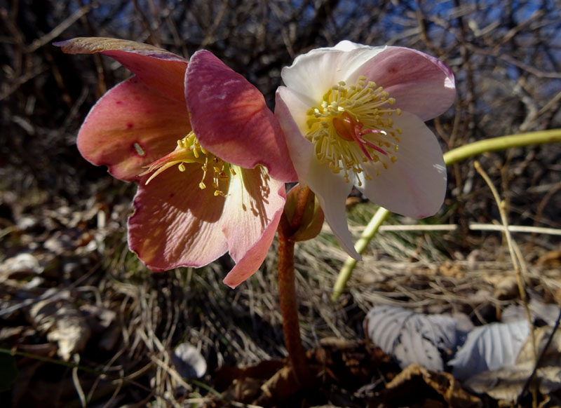Helleborus niger  / Rosa di Natale
