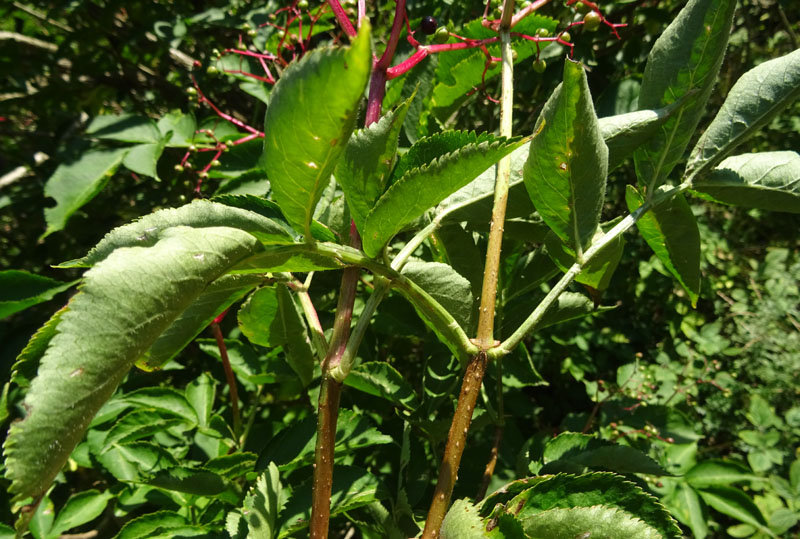 Sambucus nigra / Sambuco comune
