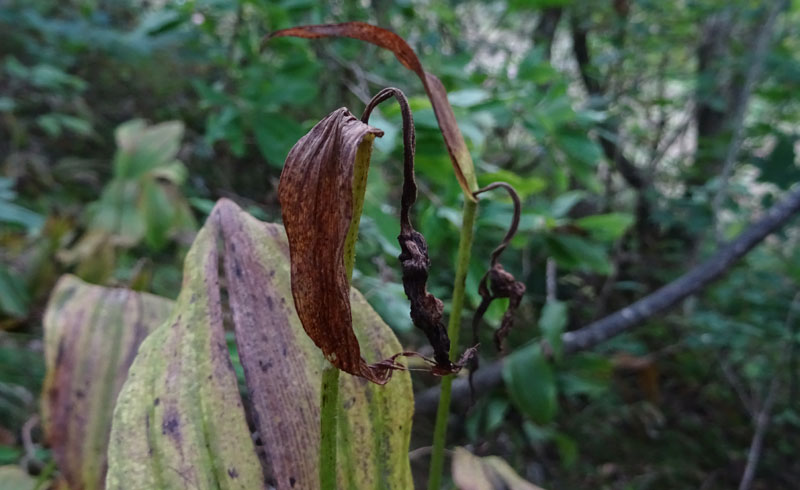 Cypripedium calceolus