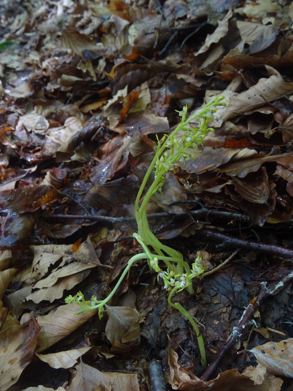 Corallorhiza trifida / Coralloriza