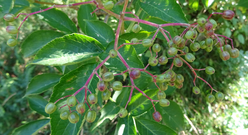 Sambucus nigra / Sambuco comune