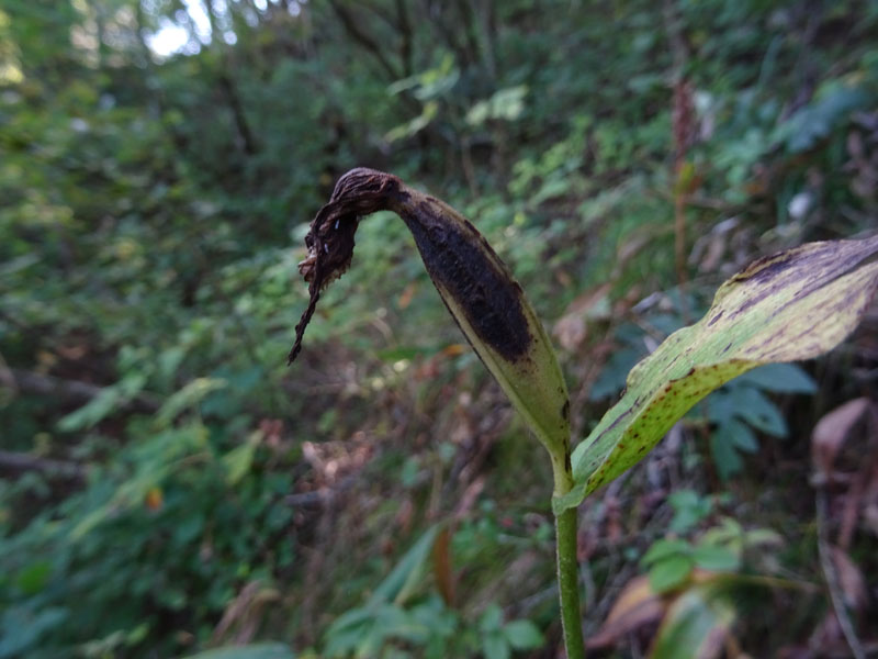 Cypripedium calceolus