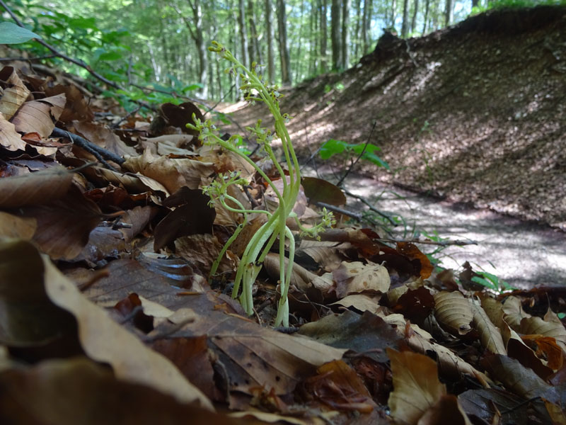 Corallorhiza trifida / Coralloriza