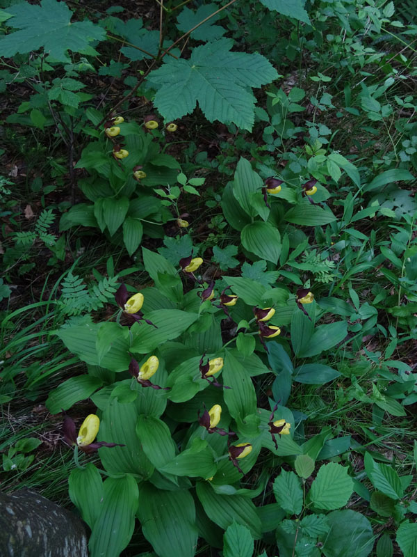 Cypripedium calceolus