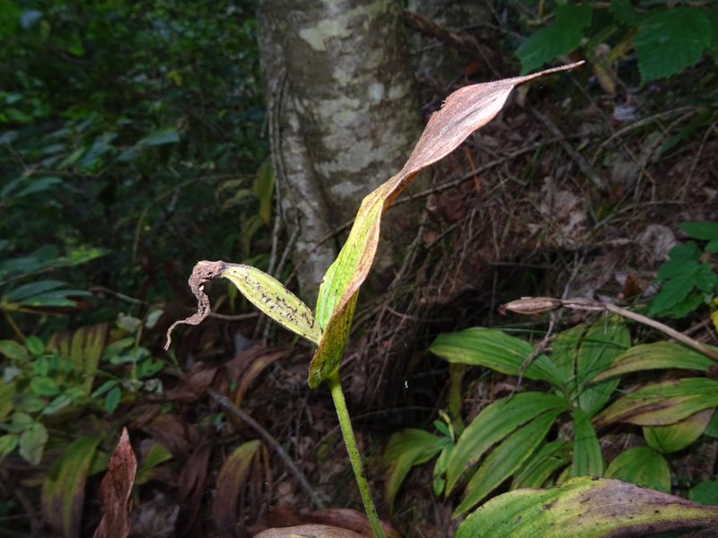 Cypripedium calceolus