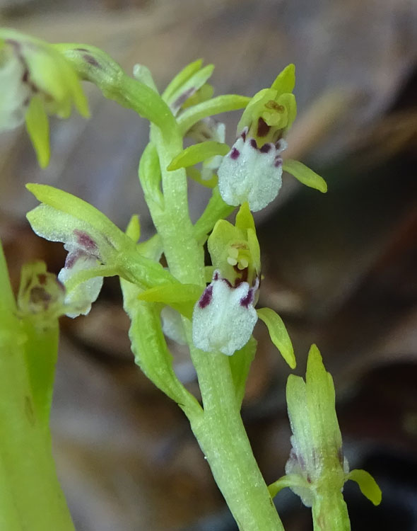 Corallorhiza trifida / Coralloriza