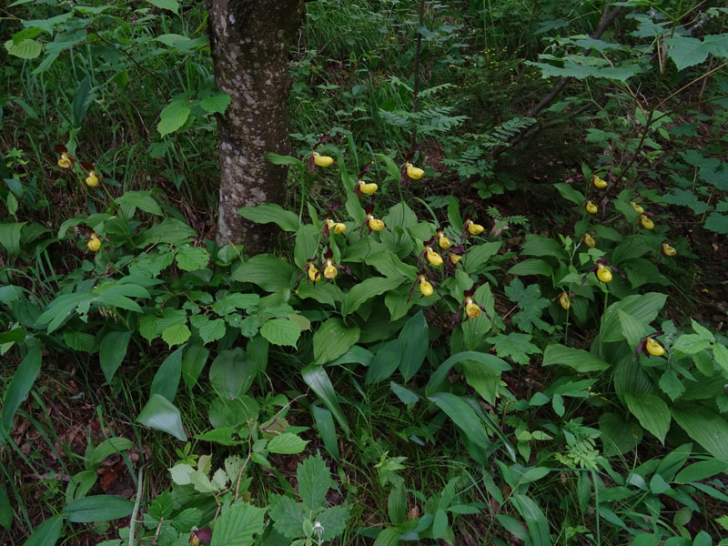 Cypripedium calceolus