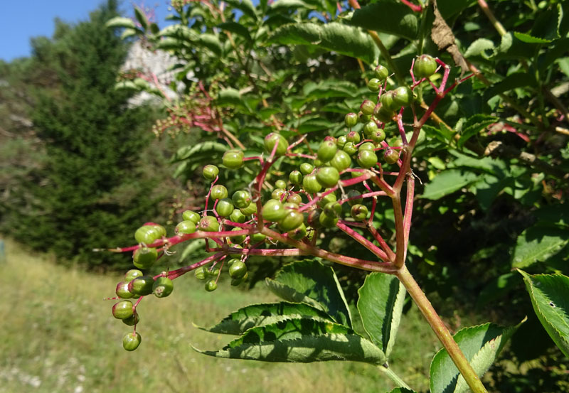 Sambucus nigra / Sambuco comune