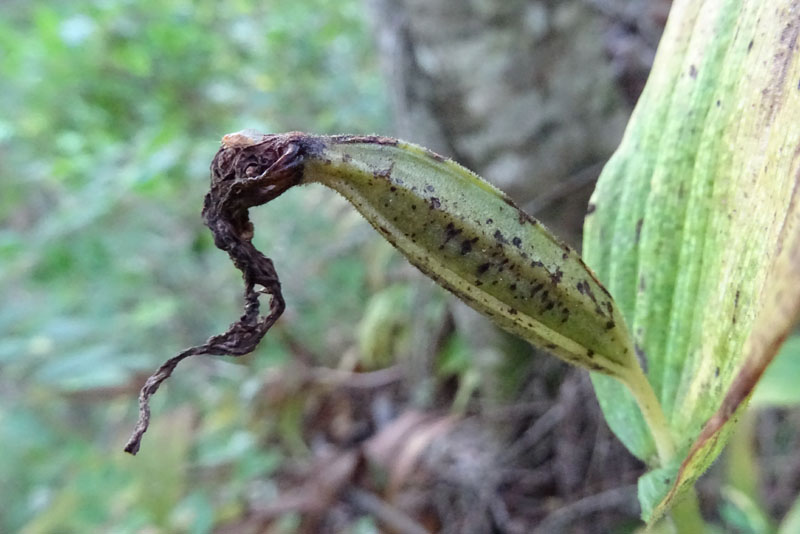 Cypripedium calceolus