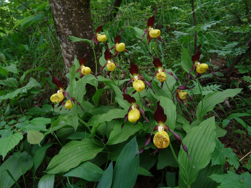 Cypripedium calceolus