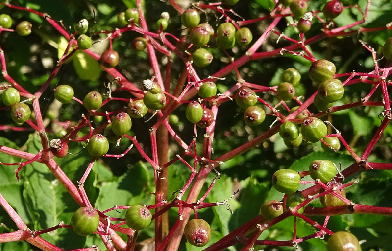 Sambucus nigra / Sambuco comune