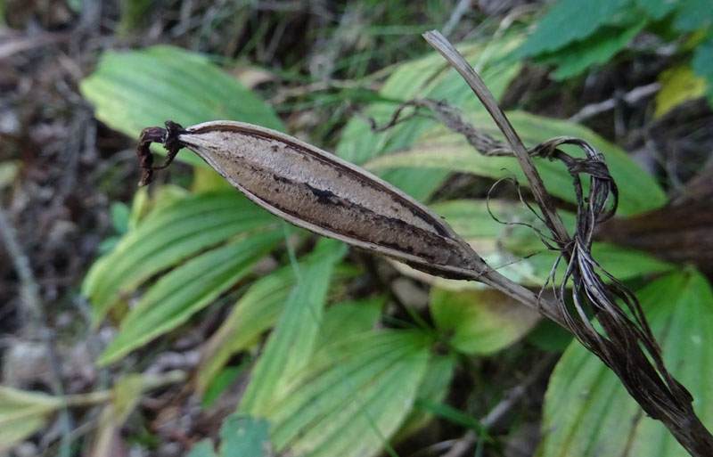 Cypripedium calceolus