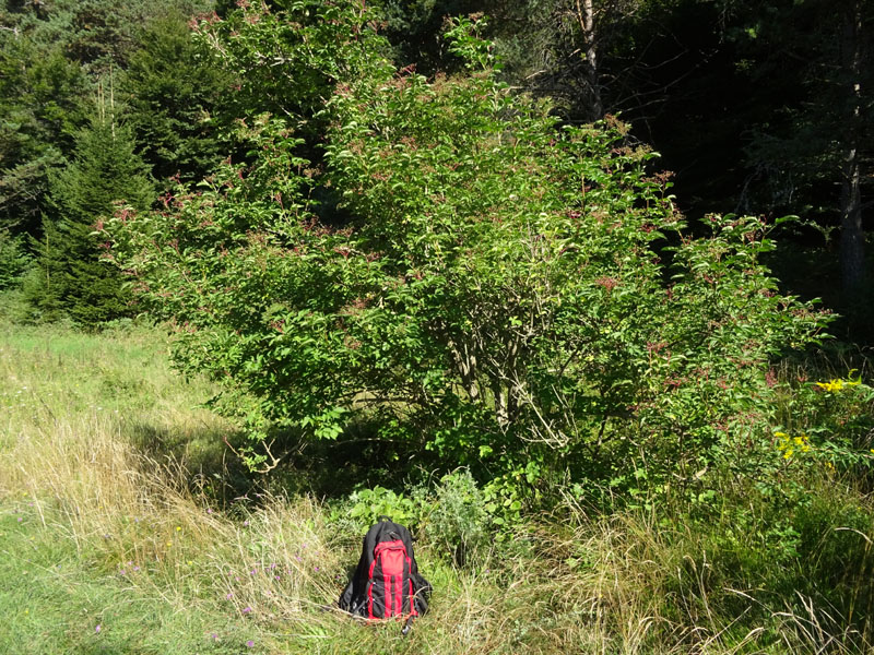 Sambucus nigra / Sambuco comune
