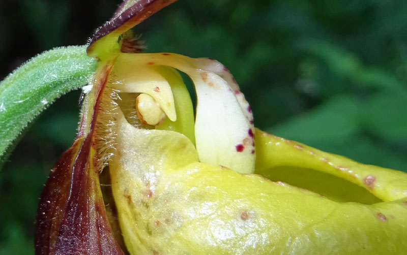 Cypripedium calceolus