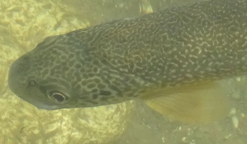 Salmo trutta (marmoratus e fario) e Barbus barbus