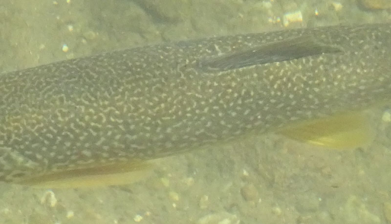 Salmo trutta (marmoratus e fario) e Barbus barbus