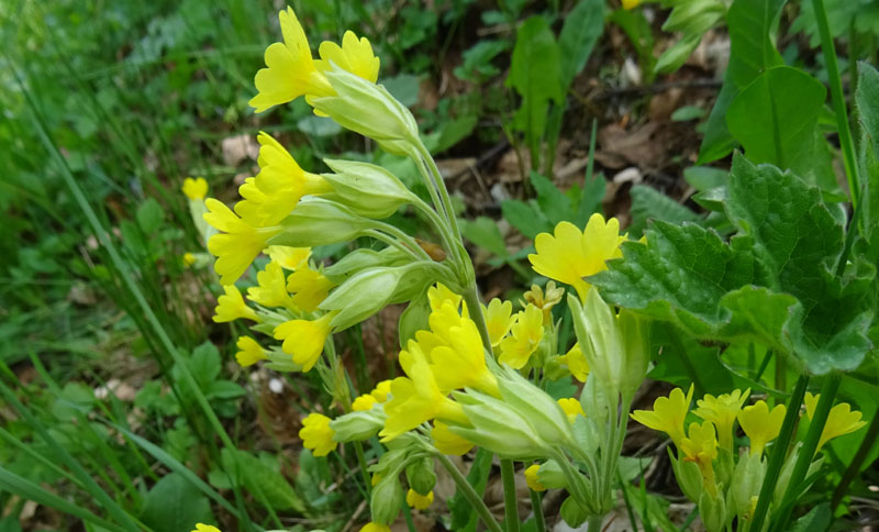 Primula veris / Primula odorosa