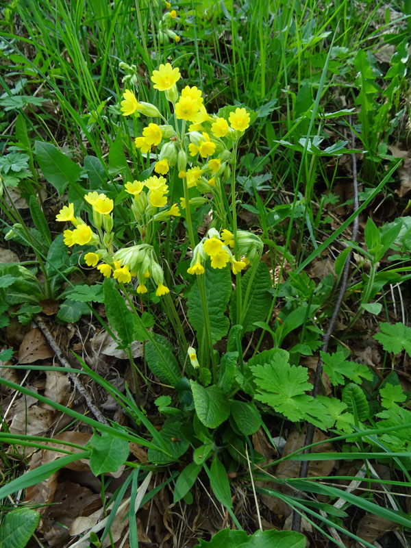 Primula veris / Primula odorosa