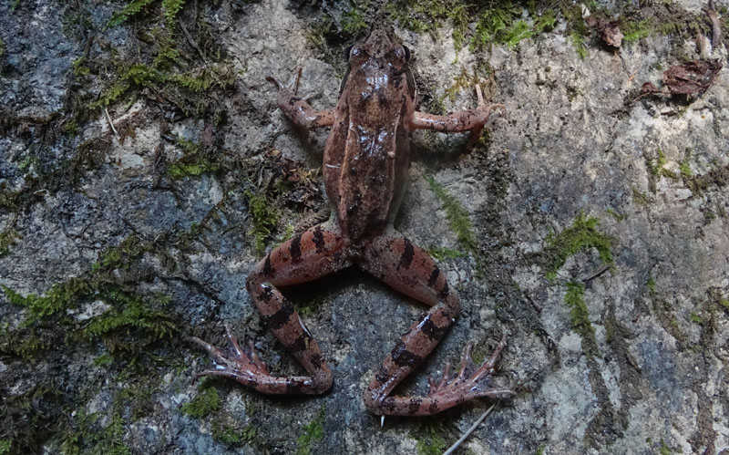 maschio e femmina della stessa specie? No, Rana dalmatina e Bufo bufo