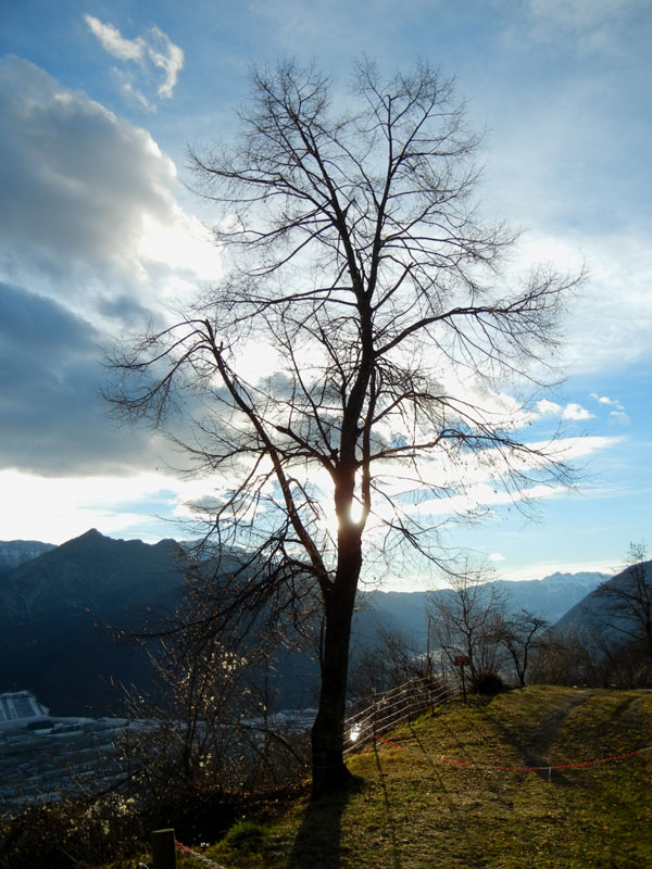 Castelli,Torri e Palazzi.....del Trentino