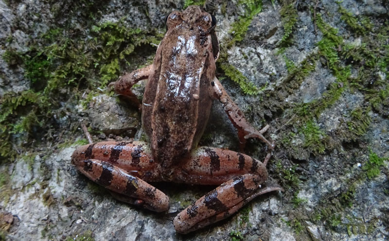 maschio e femmina della stessa specie? No, Rana dalmatina e Bufo bufo