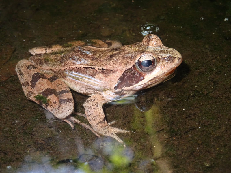 maschio e femmina della stessa specie? No, Rana dalmatina e Bufo bufo