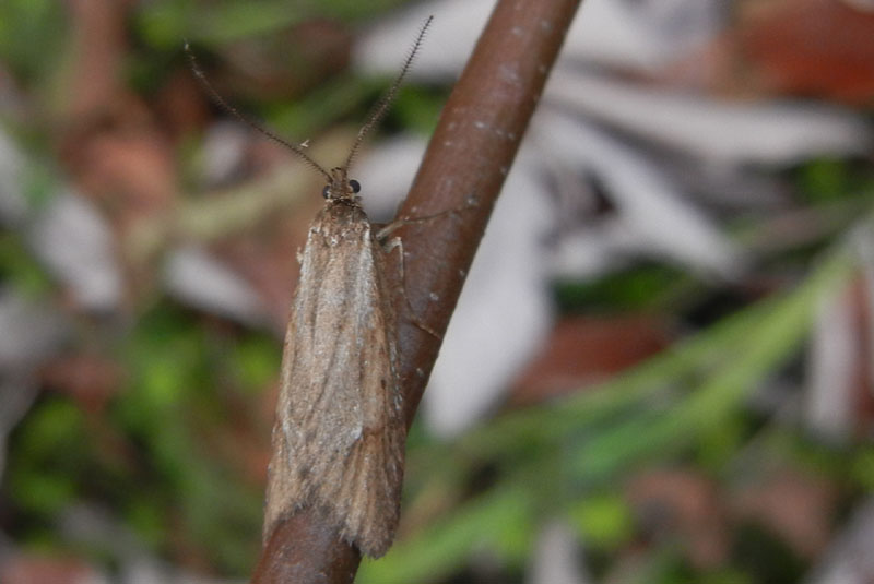 Diurnea lipsiella - Chimabachidae..........dal Trentino