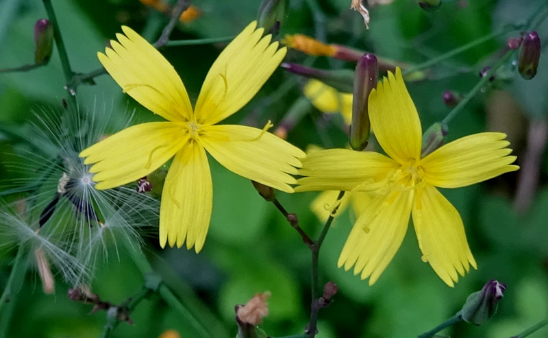 Mycelis muralis (=Lactuca muralis) / Lattuga dei boschi