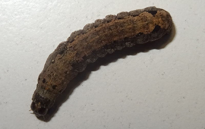 bruco: Spodoptera littoralis - Noctuidae