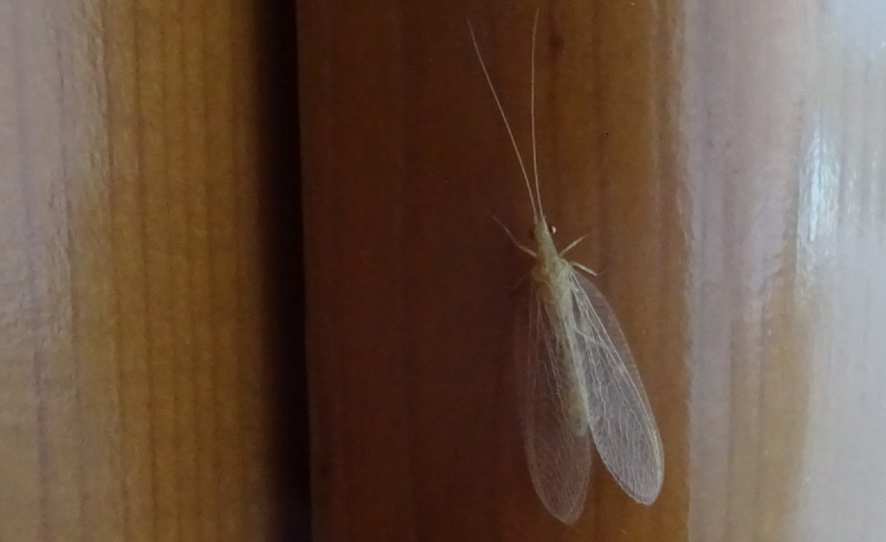 Chrysopidae....da determinare
