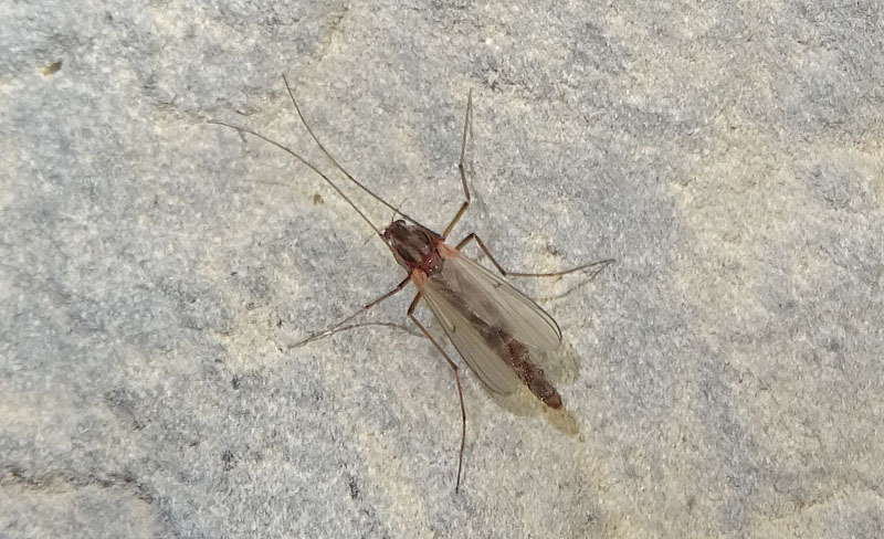 Chironomidae 1....da determinare