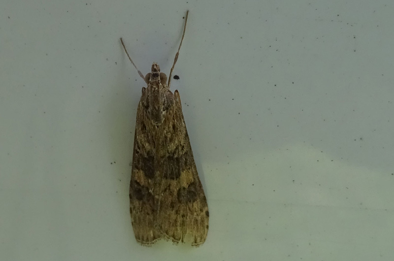 Crambidae: Nomophila noctuella