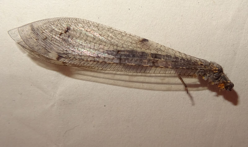 Distoleon tetragrammicus (Myrmeleontidae)