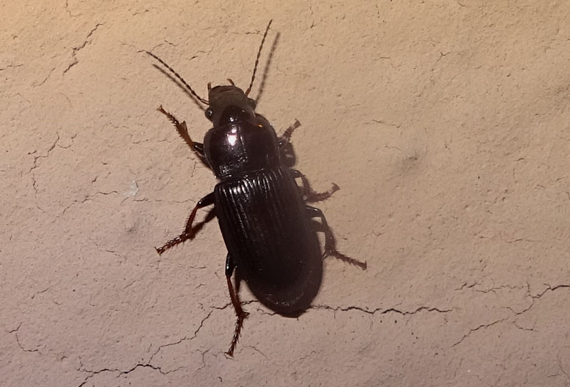 Harpalus cfr. distinguendus