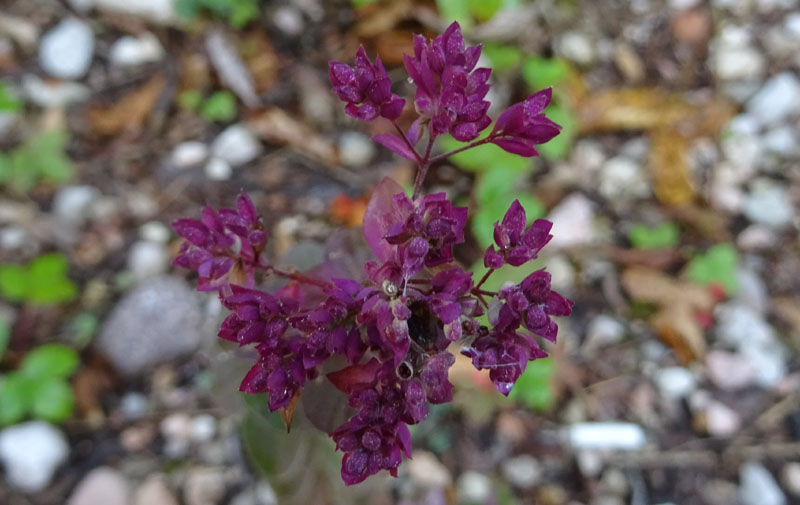 Origanum vulgare subsp. vulgare - Lamiaceae