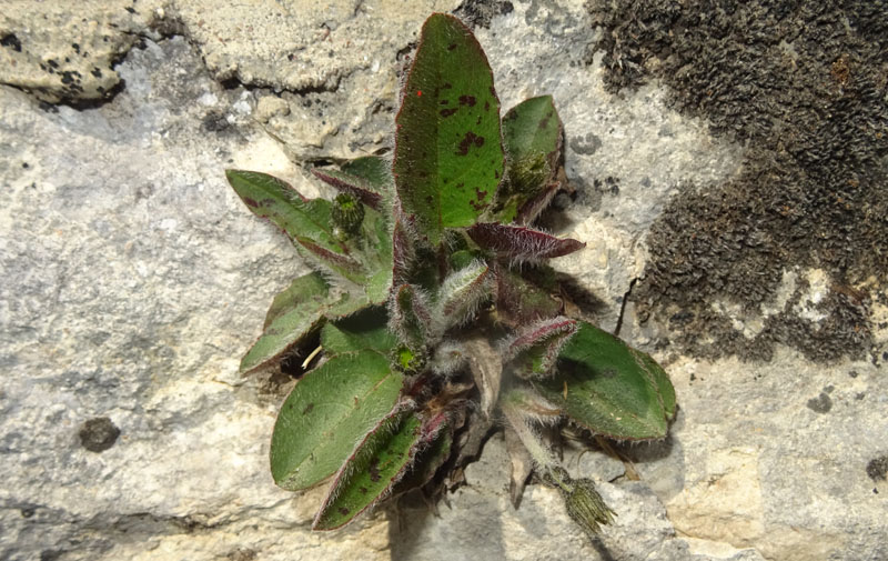 Asteraceae: cfr. Pilosella e Hieracium