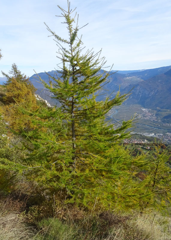 canalone Sud-Est (Geroni) .......del Monte Stivo