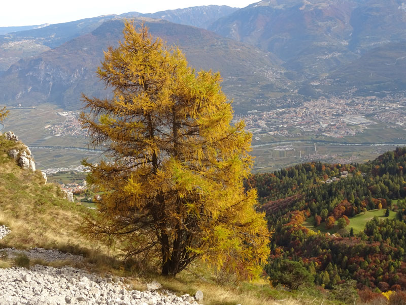 canalone Sud-Est (Geroni) .......del Monte Stivo