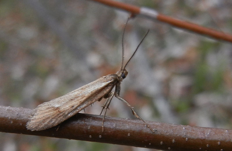 Diurnea lipsiella - Chimabachidae..........dal Trentino